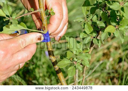 Gardener Wraps Grafted Place By Grafting Tape 2018