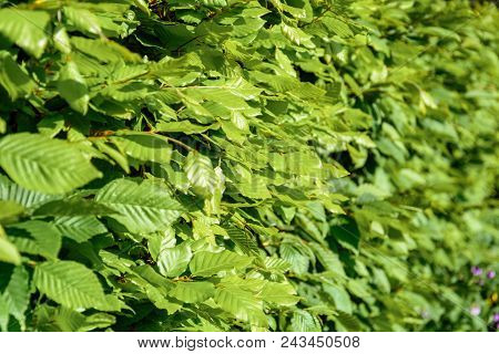 Green Hornbeam Hedgehog In The Spring Close Up 2018
