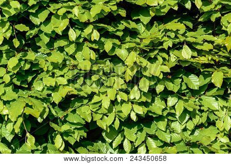 Green Hornbeam Hedgehog In The Spring Close Up 2018