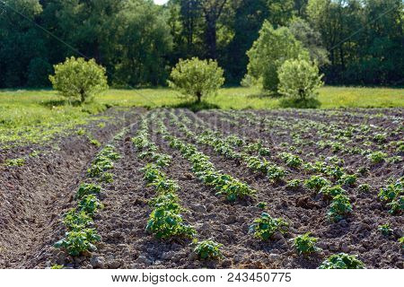Potato Bushes On The Garden In The Village 2018