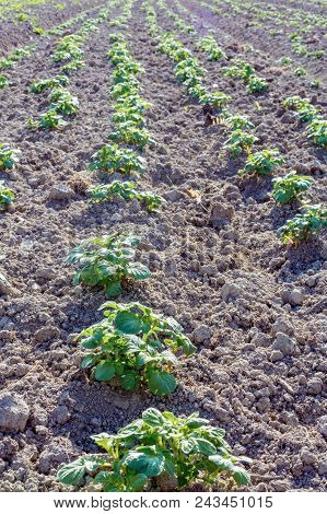 Potato Bushes On The Garden In The Village 2018