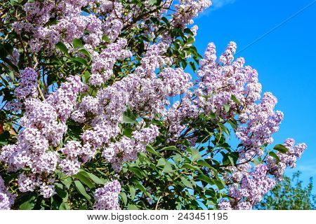 Lilac Beautiful Fragrant Spring Flowers In The Garden 2018