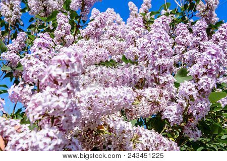 Lilac Beautiful Fragrant Spring Flowers In The Garden 2018