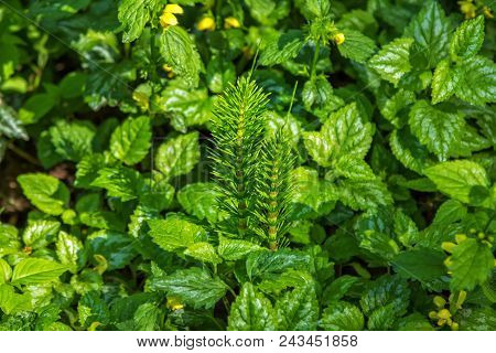 Great Horsetail Plant (equisetum Telmateia) And Yellow Archangel Plant Green Leaves With White Strip