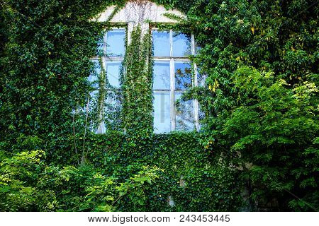 View Of A Closed Window And Of A Wall Covered With Ivy.