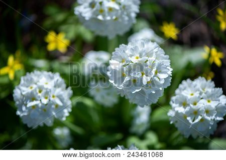 Blooming Primula Denticulata White In Bright Spring Greens. Spring Summer Background