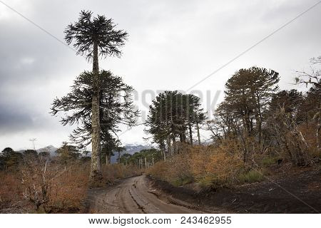Araucarias Tree In Conguillio National Park. Melipeuco. Chile
