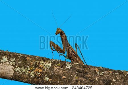 Praying Mantis. Mantis Brown Isolated On Blue Background.