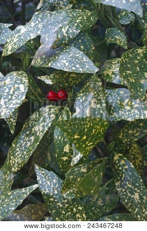 Variegated Gold Dust Plant Fruits And Foliage.