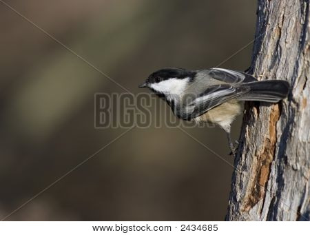 Poecile atricapillus (Parus Atricapillus)