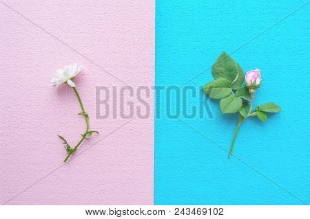Pink Rose With Green Leaves On A Blue Background And White Daisy On A Pink Background. Symmetrical H