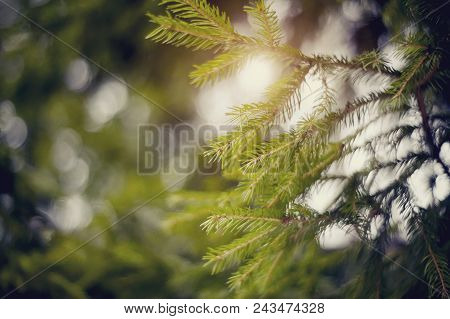 Blurred Background  With Green Fir-tree Branches And Bokeh