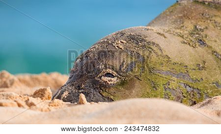 An Endangered Hawaiian Munk Seal Rests In The Sun On Kauai, Hawaii.