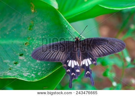 Papilio Polytes, The Common Mormon, Is A Common Species Of Swallowtail Butterfly Widely Distributed 