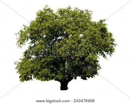 Rain Trees : Isolated Tree On White Background, Large Trees Are Growing In Summer, Making The Trunk