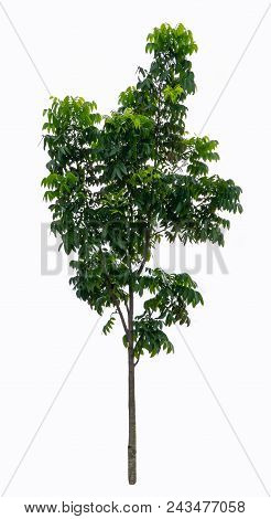 Tree Isolated On White Background. Object Element For Design. The Collection Of Trees. With Clipping