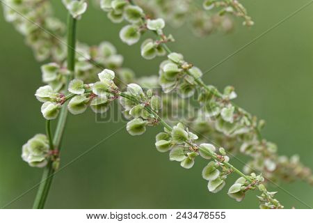 Fruits Of Garden Sorrel (rumex Acetosa)