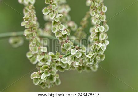 Fruits Of Garden Sorrel (rumex Acetosa)