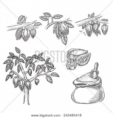 Chocolate Sketch Vector Illustration. Cocoa Pod On Branch, Beans, Tree, Cacao Powder Hand Drawn Isol