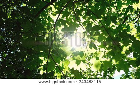 Sunlight Makes Its Way Through The Leaves In The Forest, The Sun's Rays Shine Between The Maple Leav