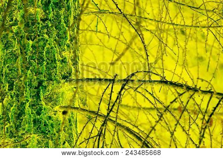 Texture Of A Bark Of A Pine With Branches, A Natural Background From A Pine