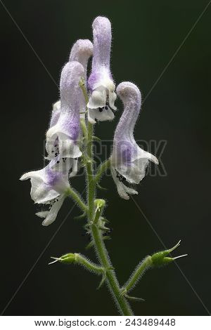 White Monkshood (aconitum Alboviolaceum). Close Up Image Of Flowers.