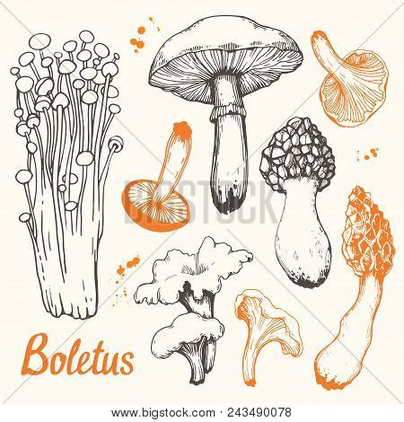 Vector Illustration With Set Of Mushrooms In Sketch Style. Hand-drawn Leccinum Aurantiacum On White 