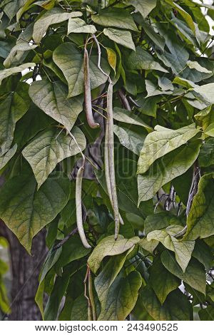 Northern Catalpa (catalpa Speciosa). Known As Hardy Catalpa, Western Catalpa, Cigar Tree, Bois Chava