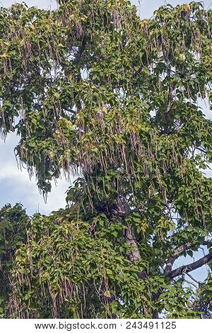 Northern Catalpa (catalpa Speciosa). Known As Hardy Catalpa, Western Catalpa, Cigar Tree, Bois Chava