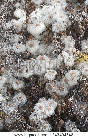 Korean Clematis (clematis Serratifolia). Known Also As Yellow Clematis. Seedheads.