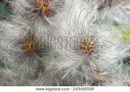 Korean Clematis. Close Up Image Of Seedheads.