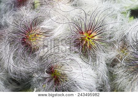 Korean Clematis. Close Up Image Of Seedheads.