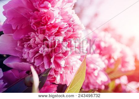 Pink Peony Flowers In Garden At Sunset. Spring, Summer Blossom. Blooming Plants Outdoors