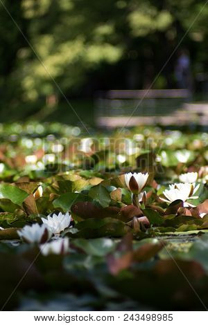 White Nymphaea (nymphaea Alba L.) Is A Aquatic Plant Of The Water Lily, It Is A Perennial, Ornamenta