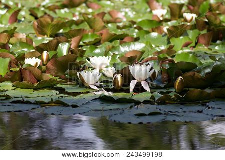 White Nymphaea (nymphaea Alba L.) Is A Aquatic Plant Of The Water Lily, It Is A Perennial, Ornamenta