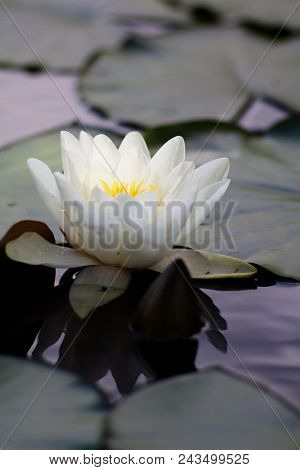 White Nymphaea (nymphaea Alba L.) Is A Aquatic Plant Of The Water Lily, It Is A Perennial, Ornamenta