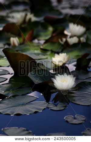 White Nymphaea (nymphaea Alba L.) Is A Aquatic Plant Of The Water Lily, It Is A Perennial, Ornamenta