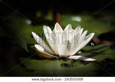 White Nymphaea (nymphaea Alba L.) Is A Aquatic Plant Of The Water Lily, It Is A Perennial, Ornamenta