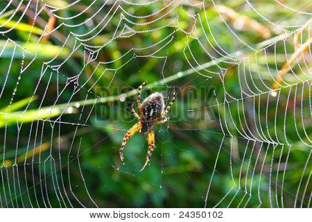 A web Spider