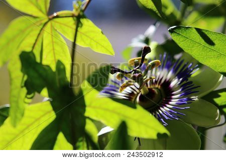 Close-up Of Blossom Of Passiflora Caerulea, The Common Passion Flower.