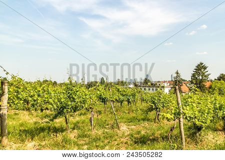 Vineyards Of The City Of Vienna And The City Skyline