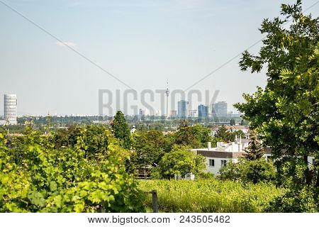 Vineyards Of The City Of Vienna And The City Skyline