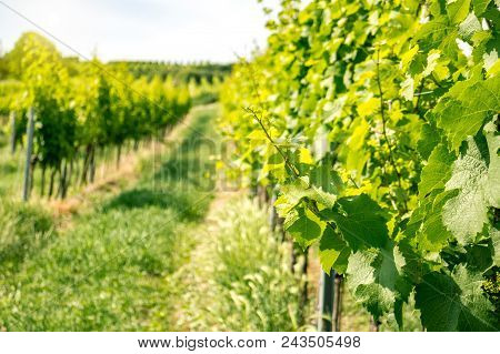 Vineyards Of Vienna