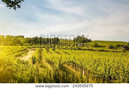Vineyards Of The City Of Vienna In Summer