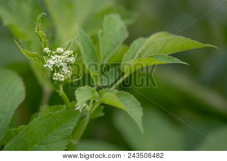 Ground-elder (aegopodium Podagraria) Coming Into Flower. Low Growing Plant In The Family Apiacaea Wi