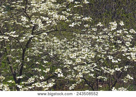 Ozark Spring Flowering Dogwood Tree In Blossom.