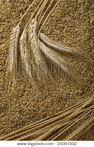 Grano
