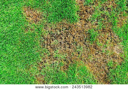 Patchy Grass Texture For Background, Lawn In Bad Condition And Need Maintaining