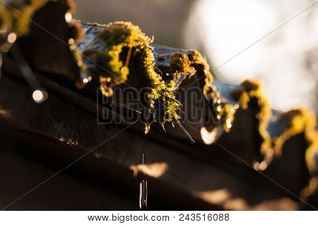 Old Slate Roof Covered With Moss. Closeup Shot.