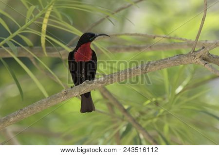 Male Scarlet-chested Sunbirds Who Sits In The Shade On A Branch Of A Large Bush